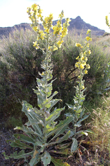 Verbascum songaricum