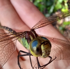 Austrogynacantha heterogena