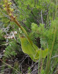 Satyrium parviflorum