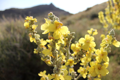 Verbascum songaricum