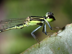 Agriocnemis exsudans