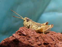 Phaulacridium vittatum