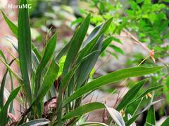 Maxillaria lineolata