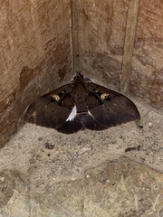 Ischyja