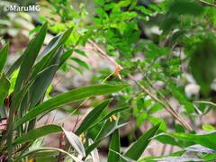 Maxillaria lineolata