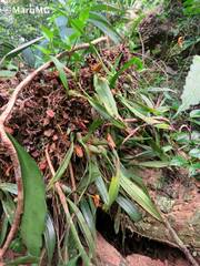 Maxillaria lineolata