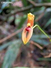 Maxillaria lineolata