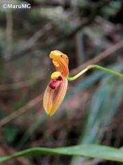 Maxillaria lineolata