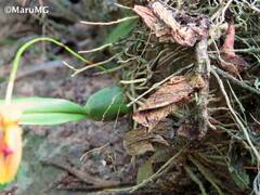 Maxillaria lineolata