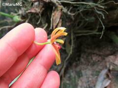 Maxillaria lineolata