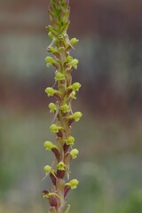 Satyrium parviflorum