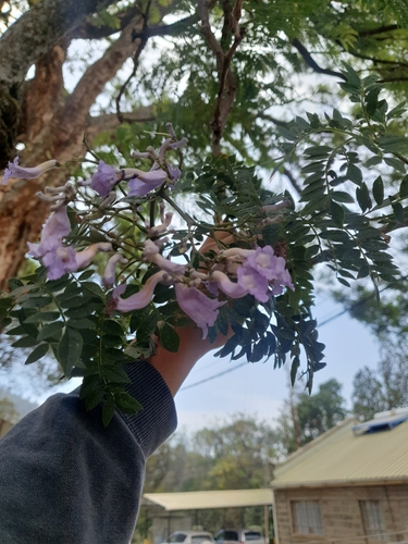 Jacaranda image