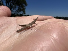 Keyacris scurra