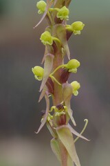 Satyrium parviflorum