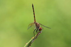 Trithemis werneri