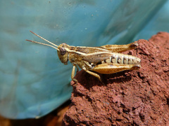 Phaulacridium vittatum