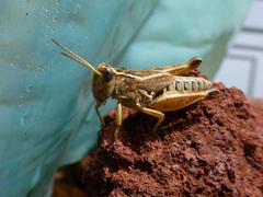 Phaulacridium vittatum