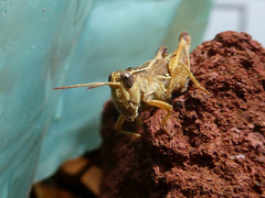 Phaulacridium vittatum