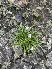 Xerophyta adendorffii