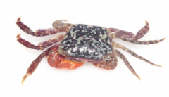 Metopograpsus messor