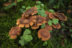 Cortinarius rubellus