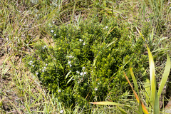 Agathosma ovata