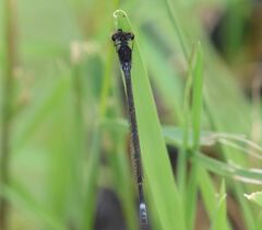 Pseudagrion hamoni
