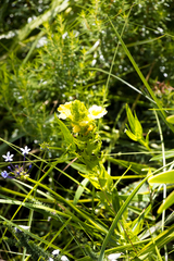 Alectra sessiliflora