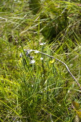 Alepidea peduncularis