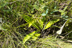 Alepidea peduncularis