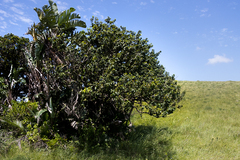 Antidesma venosum