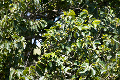 Antidesma venosum