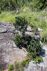 Apodytes abbottii