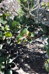 Apodytes abbottii
