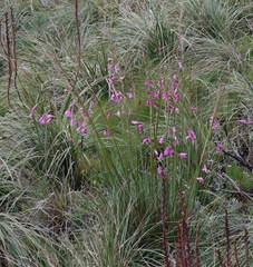 Dierama pulcherrimum