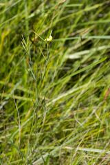 Argyrolobium harveyanum