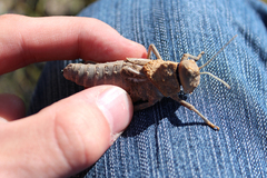 Pezotmethis tartarus