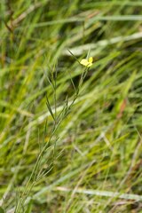 Argyrolobium harveyanum