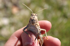 Pezotmethis tartarus