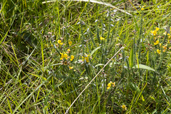 Aspalathus chortophila