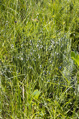 Aspalathus chortophila