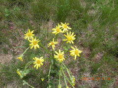 Senecio coronatus