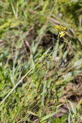 Bulbine asphodeloides