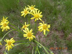 Senecio coronatus