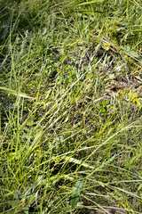 Bulbine asphodeloides