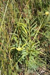 Chamaecrista mimosoides