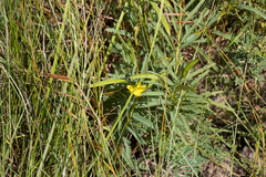 Chamaecrista mimosoides