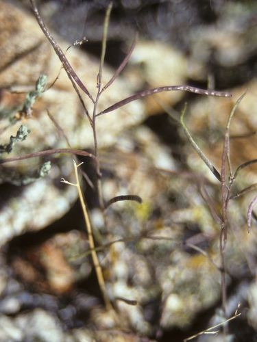 Bodie Hills rockcress (Boechera bodiensis)
