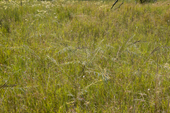 Chamaecrista plumosa