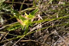 Commelina africana